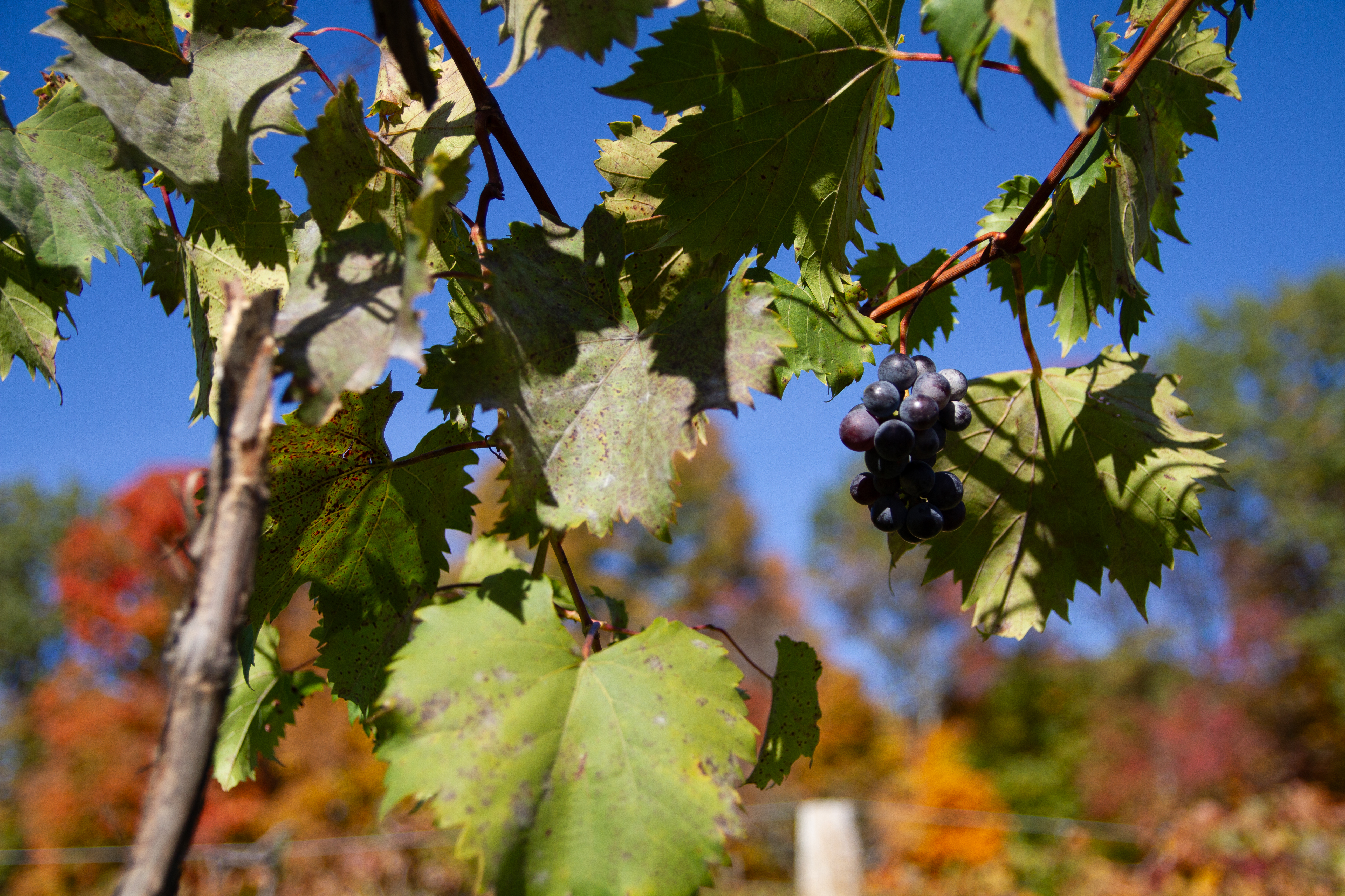 The Magic of Live Experiences: From Concerts to Wineries